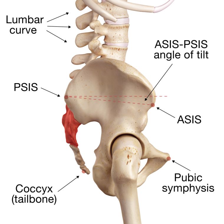 Neutral Pelvis