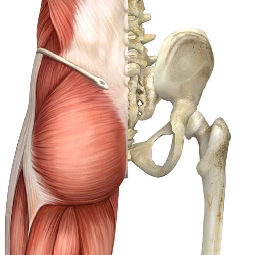 muscles surrounding the sacroilliac joint