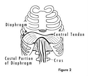 Diaphragm Exercises
