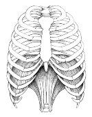 Diaphragmatic Breathing