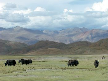 Pilgrimage to Mount Kailash
