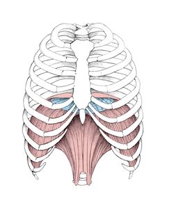 Regulate Your Breath