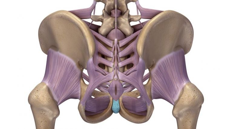 sacroilliac anatomy