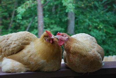 Veganism and Ahimsa