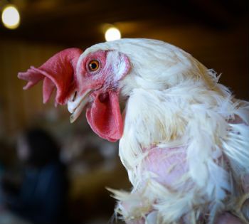 Veganism and Ahimsa