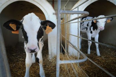 Veganism and Ahimsa