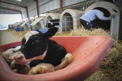 Veganism and Ahimsa