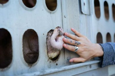 Veganism and Ahimsa