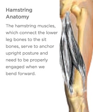 hamstring anatomy